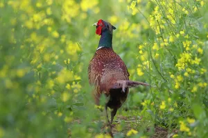 Napus: Common Pheasant cock Common / Ring-necked Pheasant cock