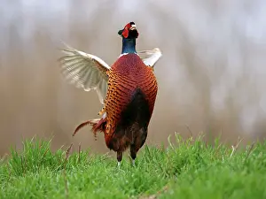 Rituals: Common Pheasant cock displaying in mating season