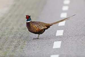 Colchicus: Common Pheasant - Cock walking across road, Island