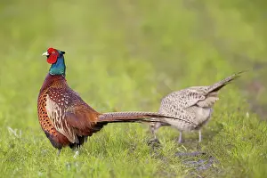 Gamebird: Common Pheasant display