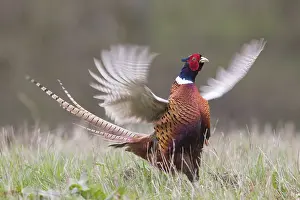 Rituals: Common Pheasant - displaying cock flapping its wings