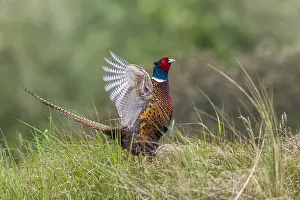 Cocks: Common Pheasant - flapping its wings and displaying