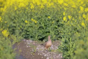 Gamebird: Common Pheasant hen