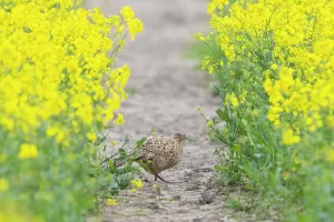 Gamebird: Common Pheasant hen
