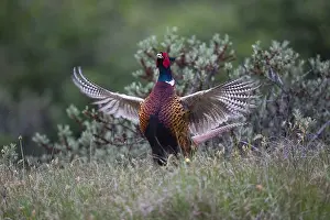 Defensive: Common Pheasant - male displaying by flapping its