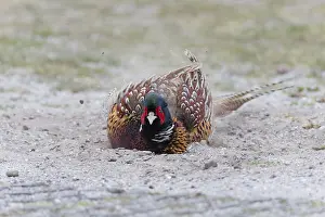Colchicus: Common Pheasant - male taking a dust bath, Island