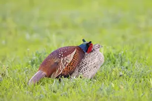 Gamebird: Common Pheasant mating
