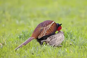Gamebird: Common Pheasant mating