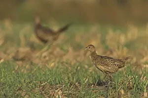 Landfowl: Common Pheasant (Phasianus colchicus)