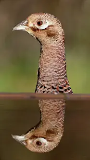 Colchicus: Common Pheasant (Phasianus colchicus) adult female