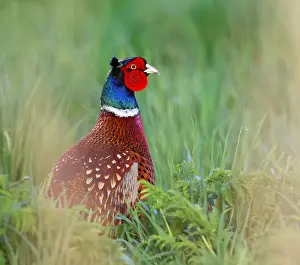 Colchicus: Common Pheasant (Phasianus colchicus) adult mal