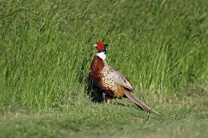 Colchicus: Common Pheasant ( Phasianus colchicus ) male displaying