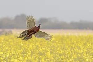 Colchicus: Common Pheasant (Phasianus colchicus), male in flight