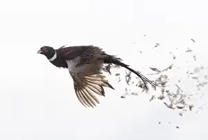 Colchicus: Common Pheasant (Phasianus colchicus), male in flight