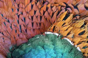 Colchicus: Common Pheasant, Ring-necked Pheasant - detail of