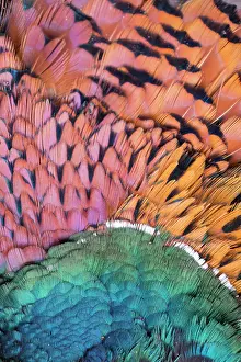 Colchicus: Common Pheasant, Ring-necked Pheasant - detail of