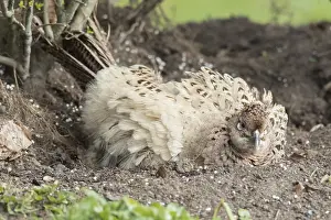 Mudbath: Common Pheasant / Ring-necked Pheasant - hen taking