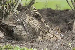 Mudbath: Common Pheasant / Ring-necked Pheasant - hen taking