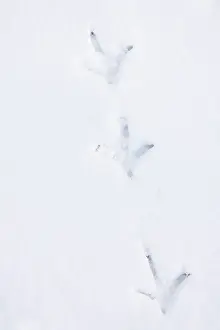 Tracks: Common Pheasant track