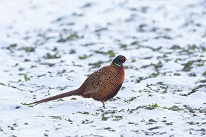 Gamebird: Common Pheasant Winter