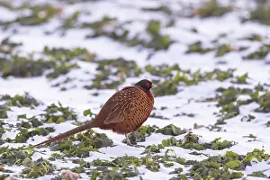 Gamebird: Common Pheasant Winter