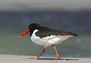 Haematopus: Common Pied Oystercatcher (Haematopus ostralegus)