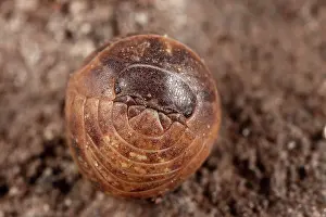 Rolled: Common Pillbug