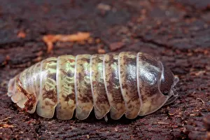Groningen: Common Pillbug