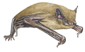Pipistrelle: Common Pipistrelle
