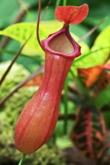 Pitcher: Common Pitcher Plant