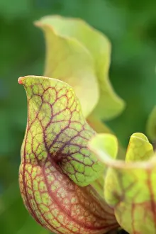 Pitcher: Common Pitcher plant