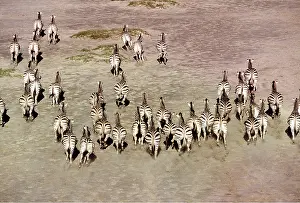 Burchells: Common / Plains / Burchell's ZEBRA - group running