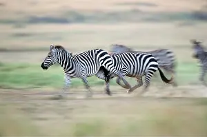 Burchells: Common / Plains / Burchell's ZEBRA - group running