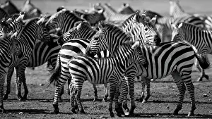 Rich Thomas: Common / Plains / Burchells Zebra - herd Ndutu Range