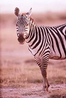 Scar: Common / Plains / Burchell's ZEBRA - scar on ear