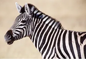 Stallion: Common / Plains / Burchell's ZEBRA - stallion