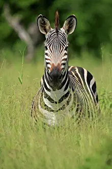 Rich Thomas: Common Plains Zebra Ruaha National Park, Tanzania