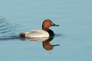 Aythya: Common Pochard