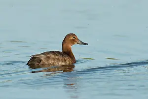 Aythya: Common Pochard