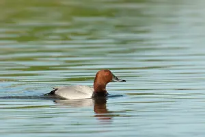 Aythya: Common Pochard
