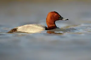 Aythya: Common Pochard