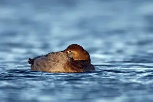 Aythya: Common Pochard