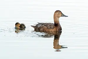Aythya: Common Pochard
