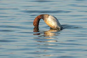 Aythya: Common Pochard