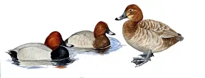 Aythya: Common Pochard