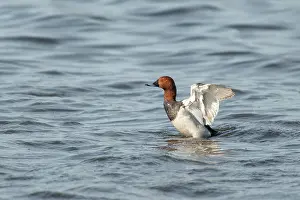 Aythya: Common Pochard