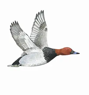Aythya: Common Pochard
