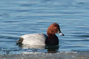 Aythya: Common Pochard