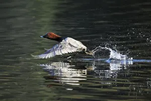 Aythya: Common Pochard (Aythya ferina)