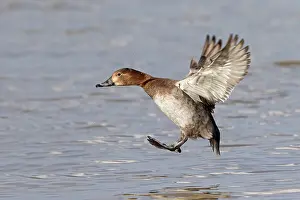 Aythya: Common Pochard (Aythya ferina) adult female, in
